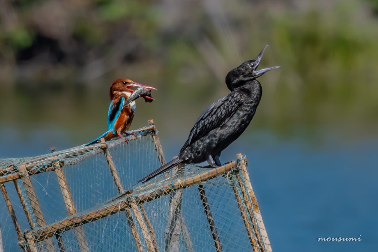 Bird Photography - Mid-day-meal-Location-_Rajarhat-Wetlands.jpg