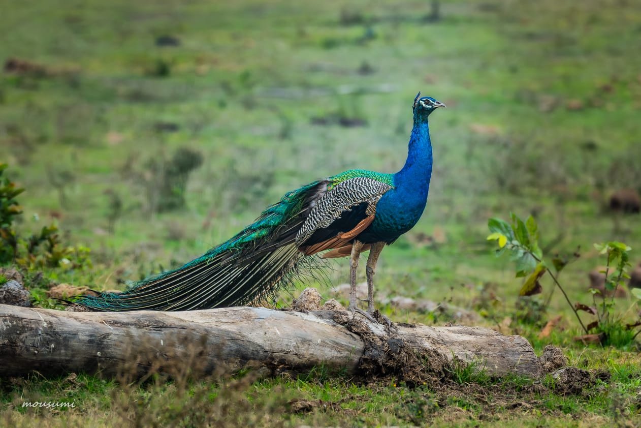 Peacock Manas-National-Park