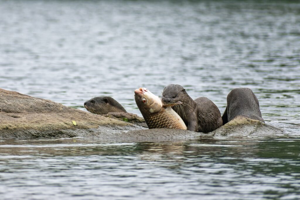 The Photographer Speaks: Dinesh Kapur - COG India Art