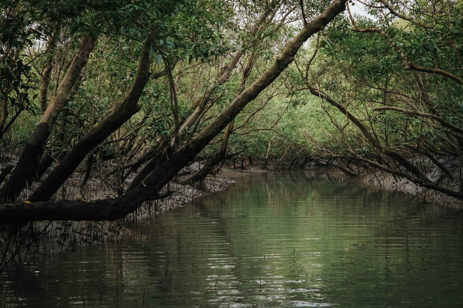 Sundarban the mangrove forest